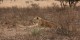 Tanzanie - 2010-09 - 106 - Serengeti - Lionne